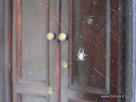 Un ragno sulle scale di casa